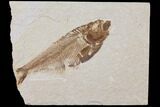 Diplomystus Fossil Fish - Wyoming #101174-1